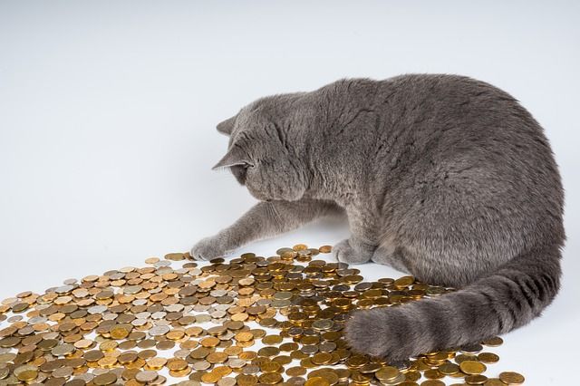 gatto e monete