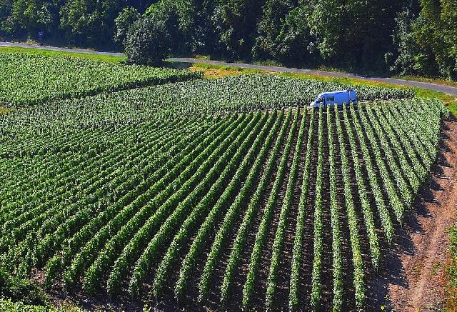 Assicurazione meteo agricoltura: vigneto da tutelare con polizza parametrica contro eventi climatici avversi
