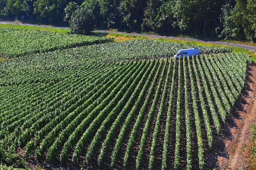 Assicurazione meteo agricoltura: vigneto da tutelare con polizza parametrica contro eventi climatici avversi