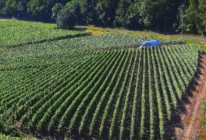 Assicurazione meteo agricoltura: vigneto da tutelare con polizza parametrica contro eventi climatici avversi